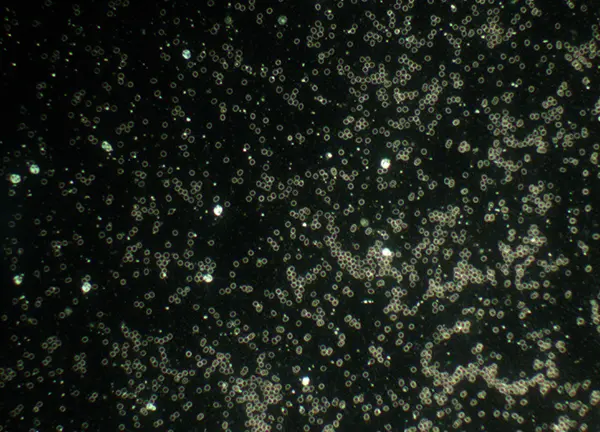 feerkracht introductie lezing