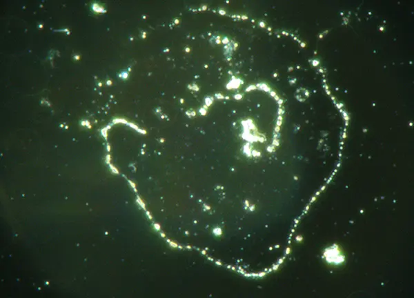 feerkracht losse sessies